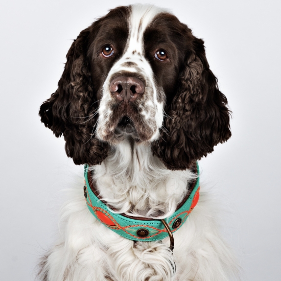 Dog with a Mission Halsband Janis